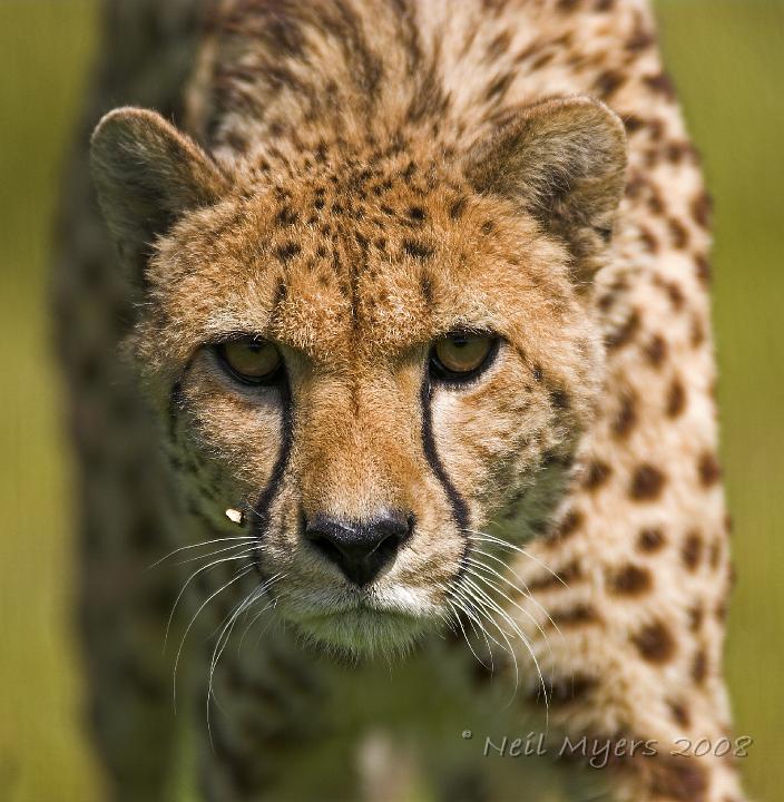 Big Cats 2-180507e.jpg