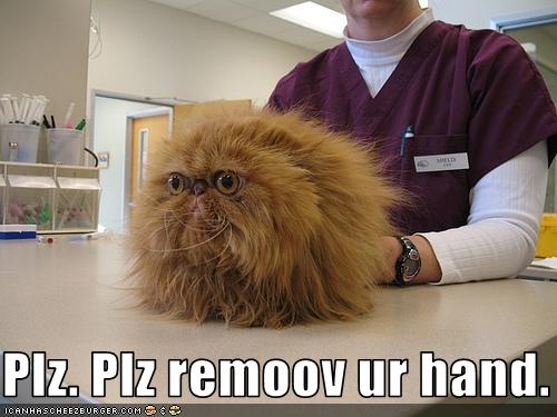 funny-pictures-cat-hates-the-vet.jpg