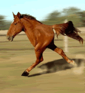 gangsterasshorse[1].gif