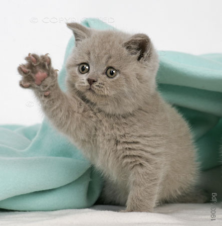 gatos_cute kittens1.jpg