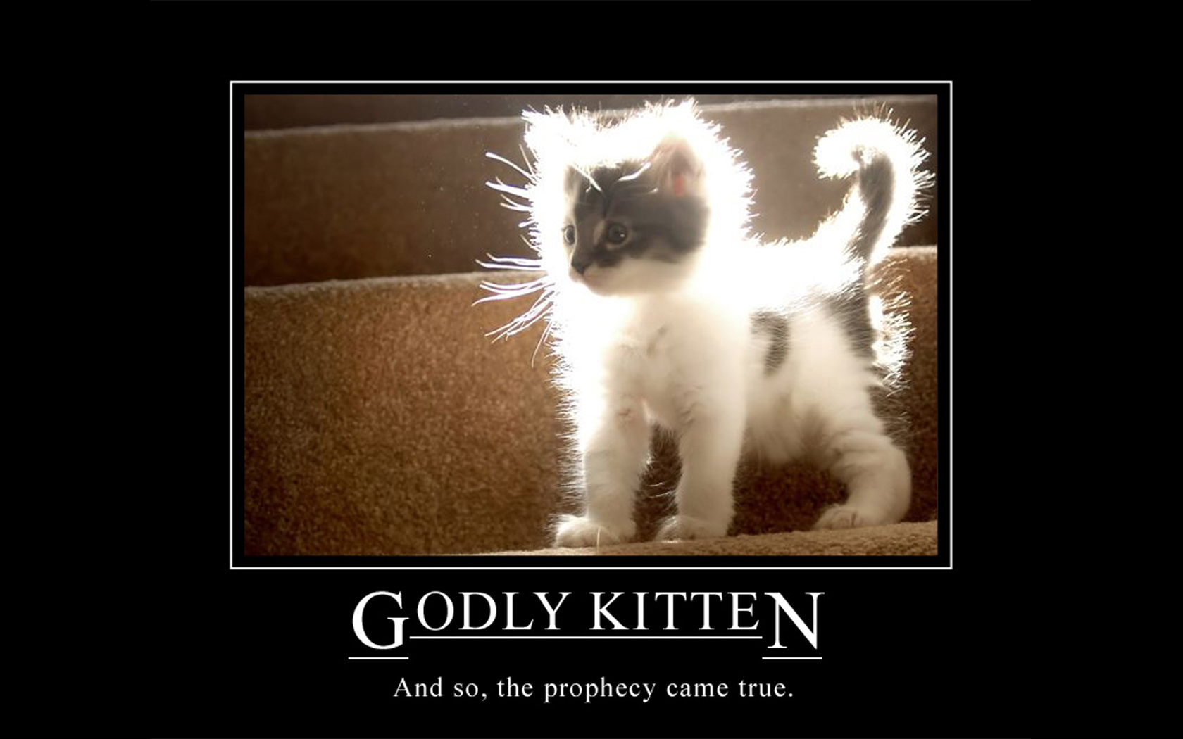 Godly Kitten.jpg