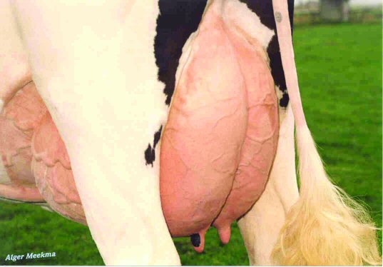 Good_udder.jpg