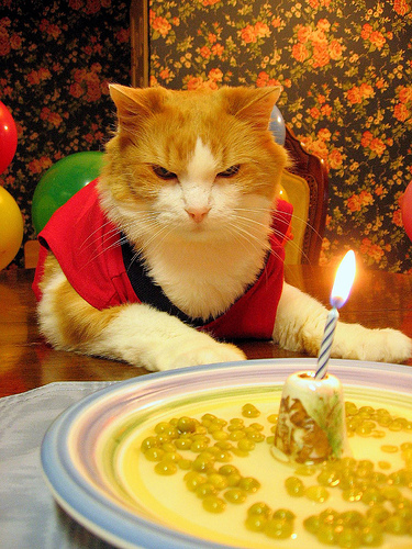 mad-cat-birthday-party.jpg