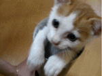meow!.gif