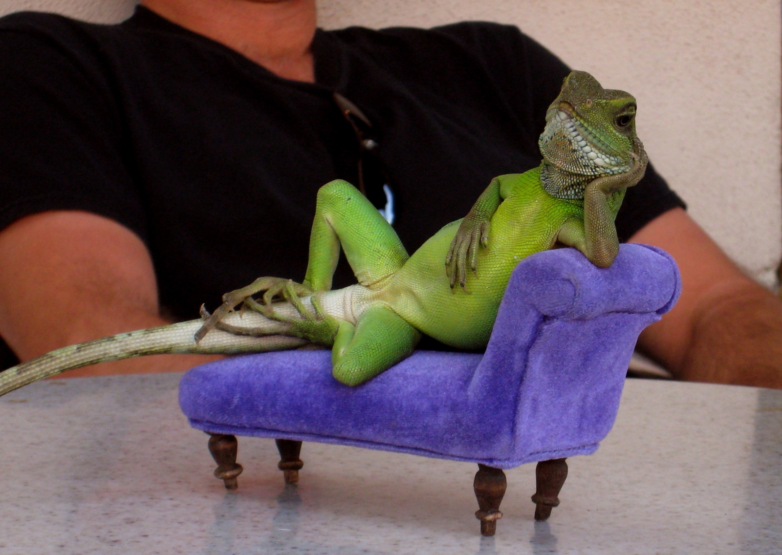Posing lizard.jpg