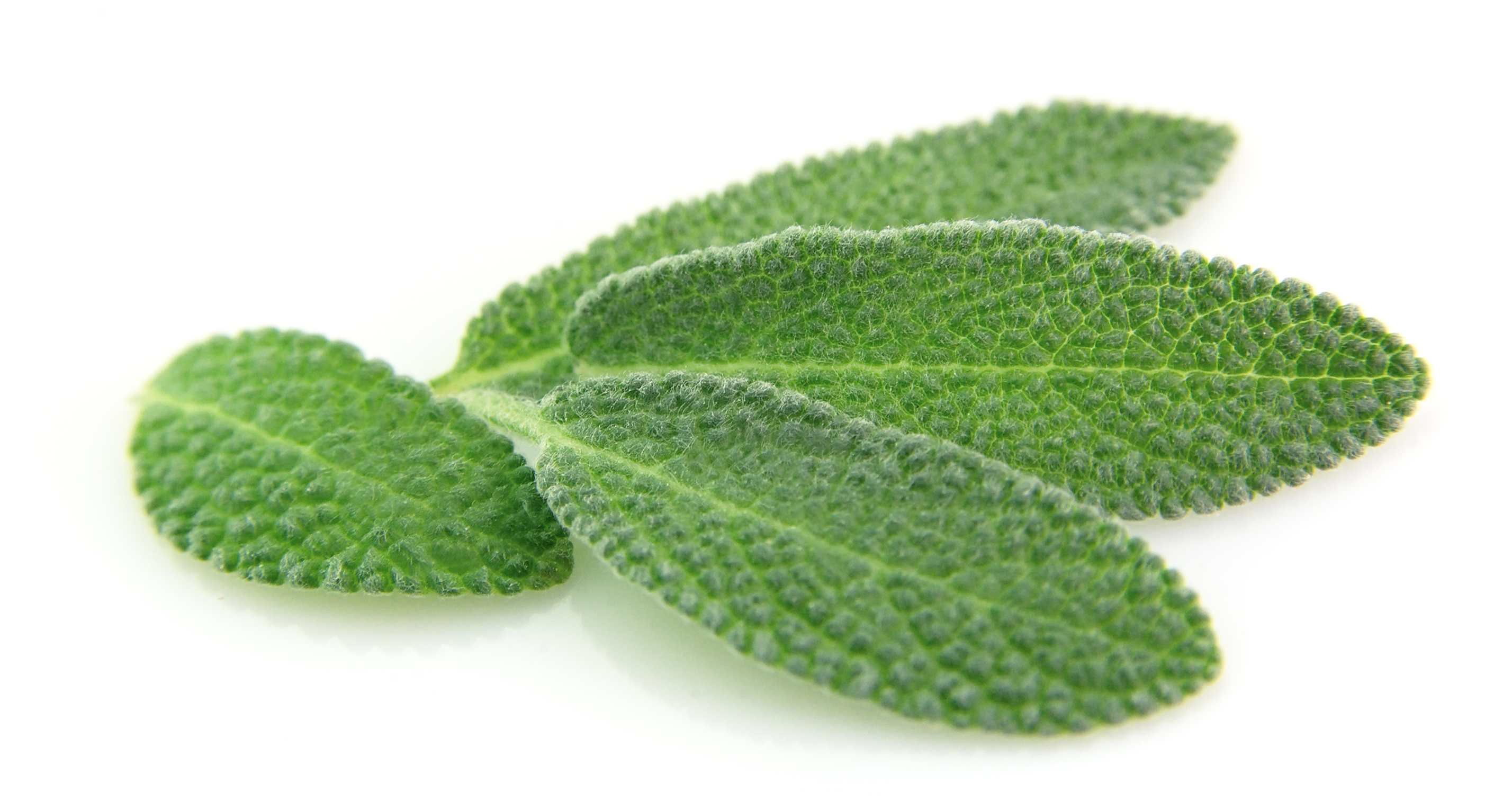 sage.jpeg